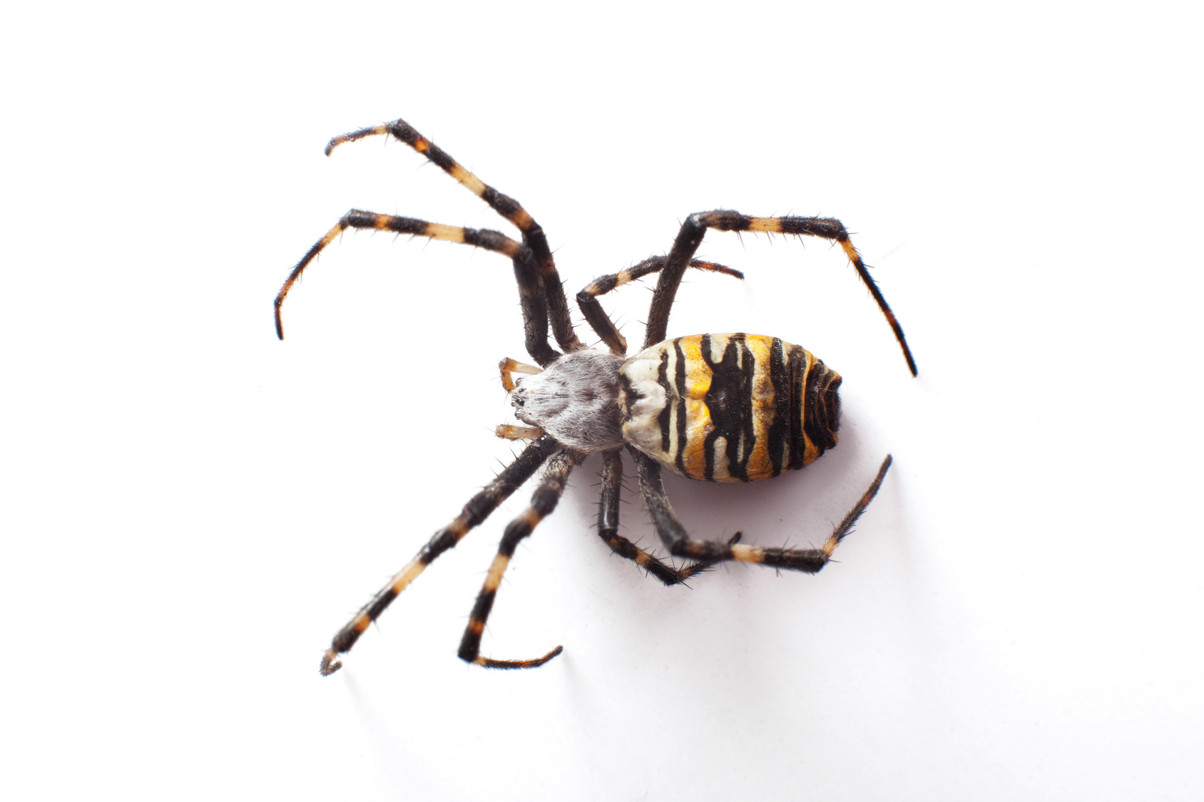Sort Spiders And Insects Experiment Exchange