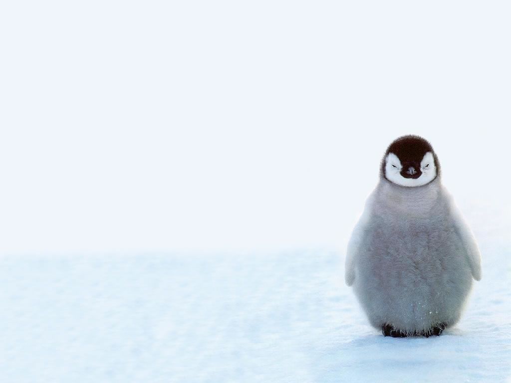 Image result for penguin