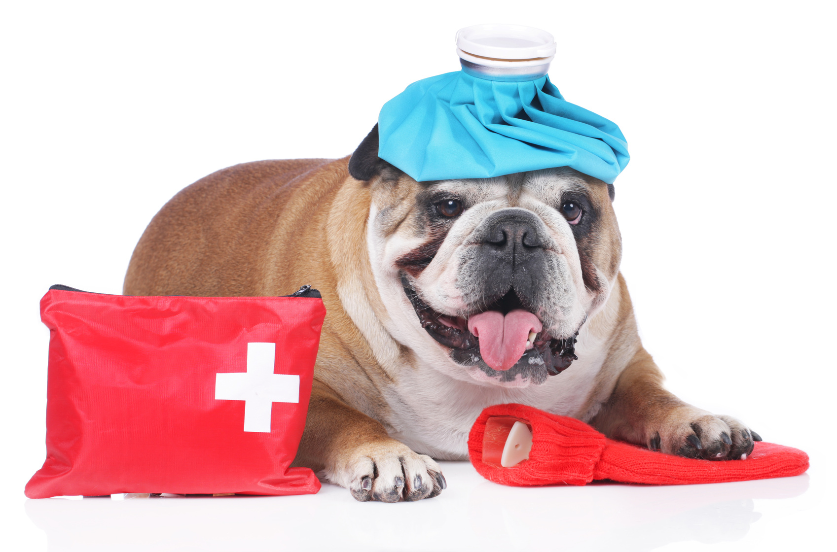 Learn Basic Animal First Aid – Experiment Exchange