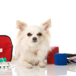 Make Your Own Pet First Aid Kit