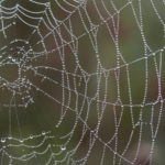 Capture a Spider Web